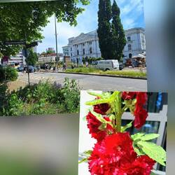 Oben: Rathaus Altona - Unten: gefüllte Stockrose