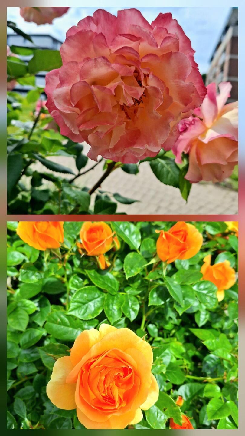 Die Rosen 🌹 sind in diesem Jahr überall ein Traum.