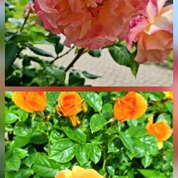 Die Rosen 🌹 sind in diesem Jahr überall ein Traum.