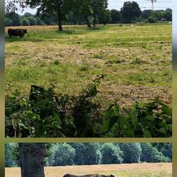Idylle mit Rind 🐄