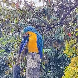 Bunter Vogel am Campingplatz