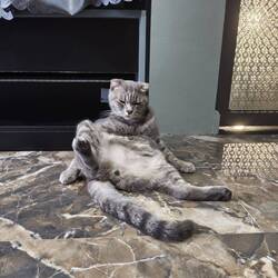 The owner's cat whom I let into the dorm. It had class to be sure. 😅