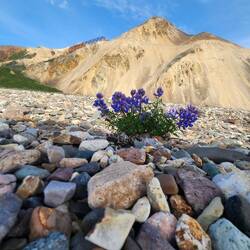 Amazing how these alpine flowers will root in a stream bed.