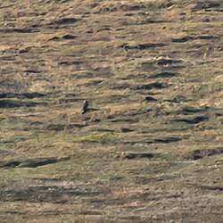 I was told this was a golden eagle...