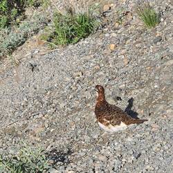 Ptarmigan