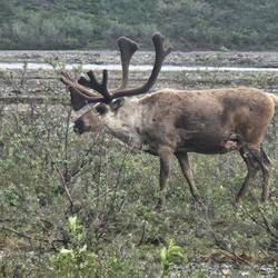 My friendly caribou