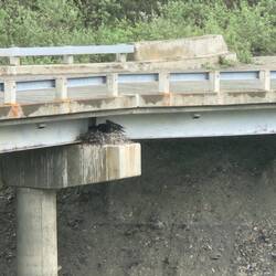 Raven nest