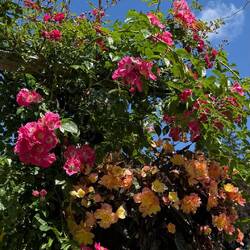 Rosengarten