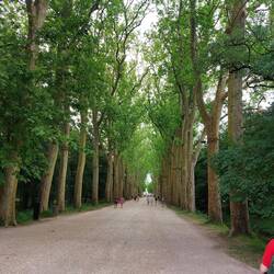 Die herrliche Platanenallee des Schlosses