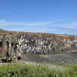 Kittiwake cliff!