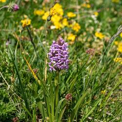 Pyramiden Knabenkraut aus der Familie der Wild-Orchideen