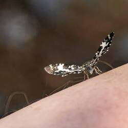 Der Schmetterling mochte Dirks Bein 😄