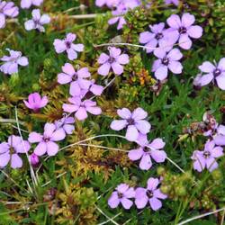 Moss Campion
