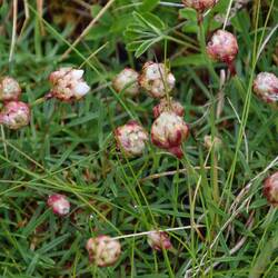 Sea Thrift