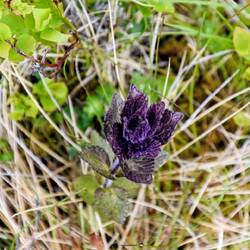 Alpine Bartsia