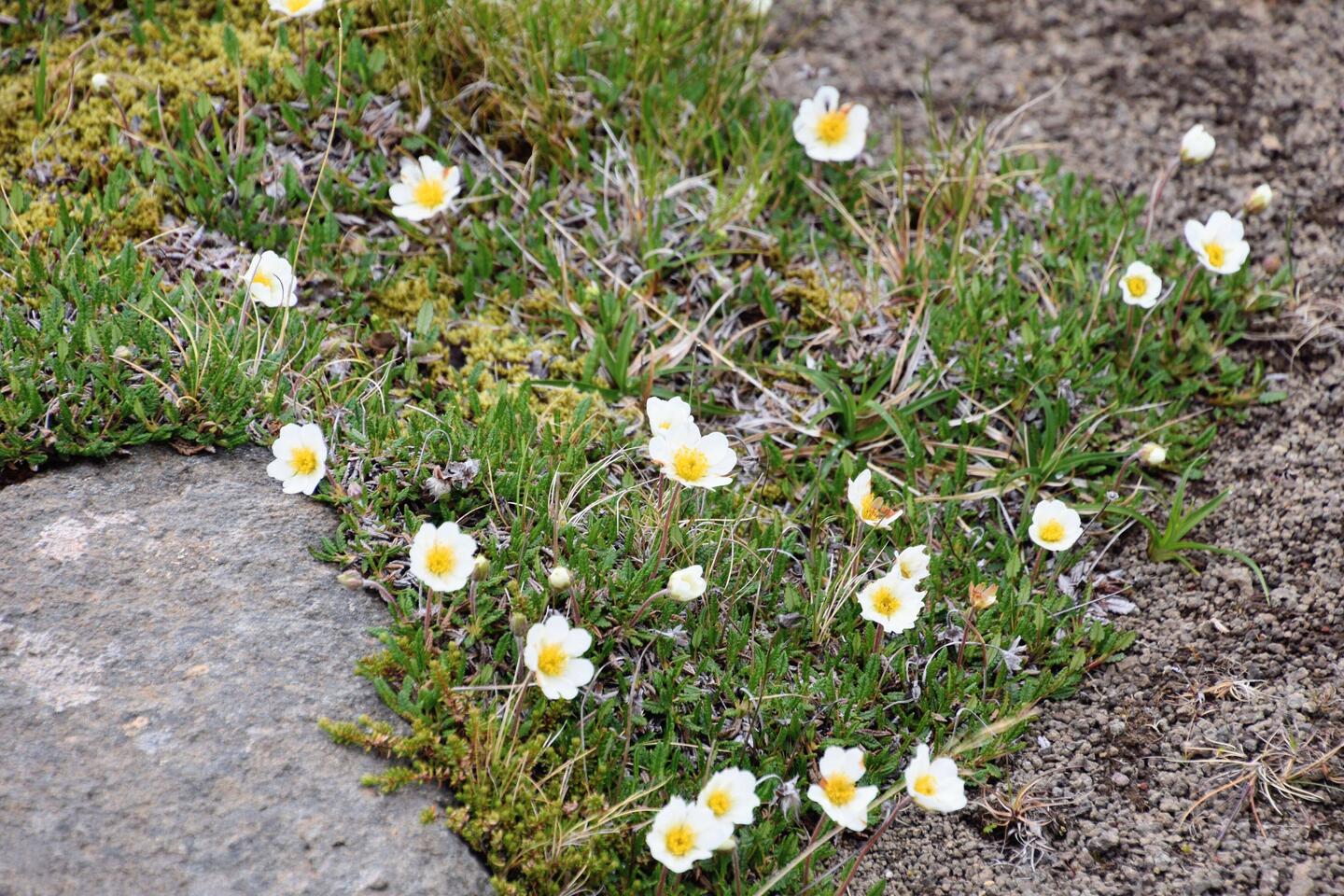Mountain Avens - National flower of Iceland