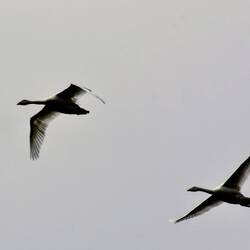 Swans