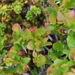 Crowberry