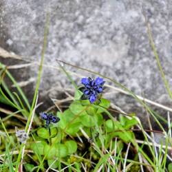 Cross Gentian