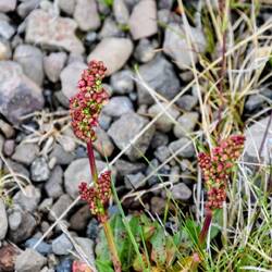 Mountain Sorrel