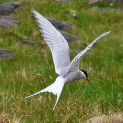 Arctic Tern