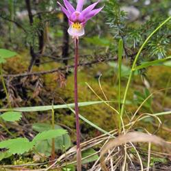 Bei der Wanderung entdeckt: Calypso Orchidee