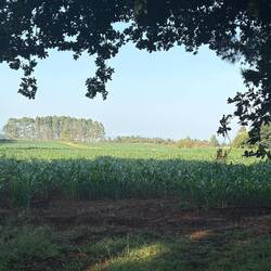 We've switched from wheat fields to corn fields.