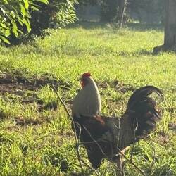 This guy insisted we pay attention to him.