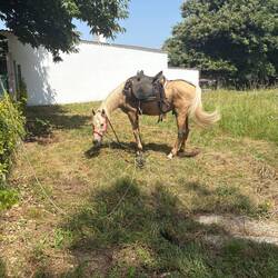 This is the fourth day we've seen this horse and his pilgrim.