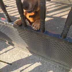 This dog is not blasé about pilgrims. He wanted all the attention.