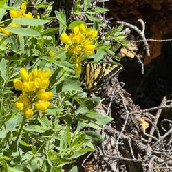 Butterfly-Western Tiger Swallowtail