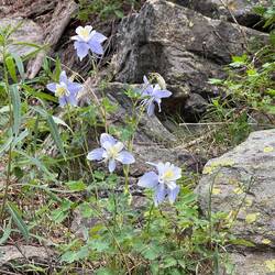 Colorado Blue Columbine