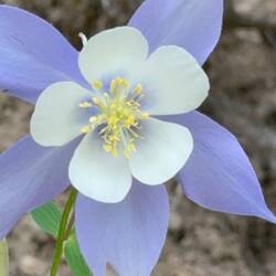 Columbine