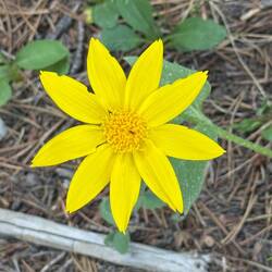 Arnica Cordifolia