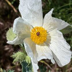 Prickly Poppies