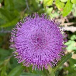 Plume Thistle