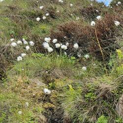 Cottonblumen