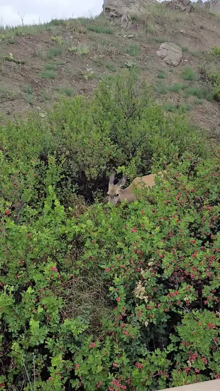 Mule dear feeding this morning.