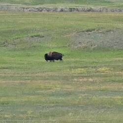 A bison