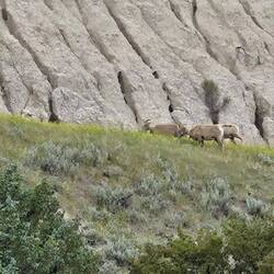 Bighorn ewes