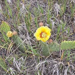 Cactus blooming because of the rain.