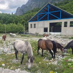 There were about a dozen horses wandering on and off the road & calmly using the footpath in Valbona