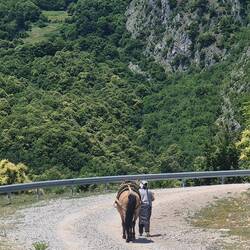 We share the road with very relaxed goats, dogs, cats, horses, donkeys, cows and chooks.