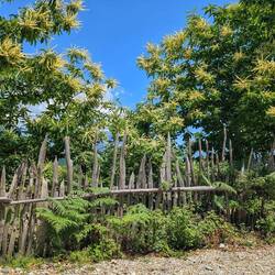 The drive up to our guesthouse is through a forest of chestnut trees.