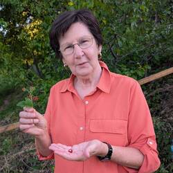 Hunting for wild strawberries