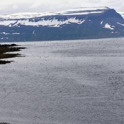 Those are all puffins inches water