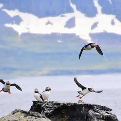 Puffins !