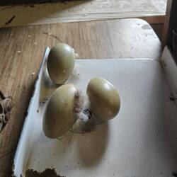 Eider duck eggs that were not viable