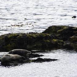 Gray seals