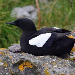 Black Guillemot